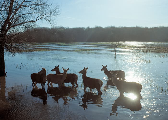 Salburua anillo verde