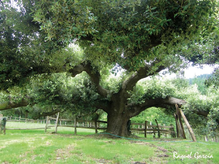 Encina de Urkieta