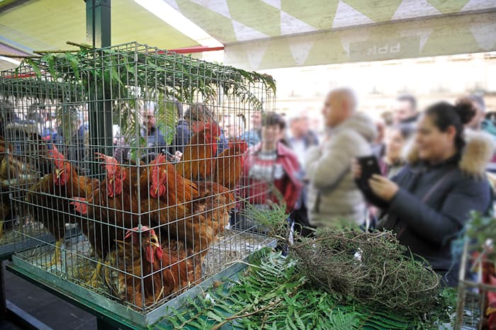 Mercado animales Bizkaia
