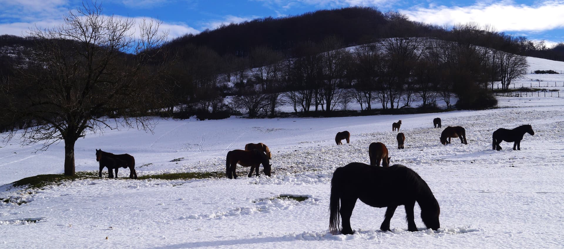 Pottokas en libertad Bizkaia