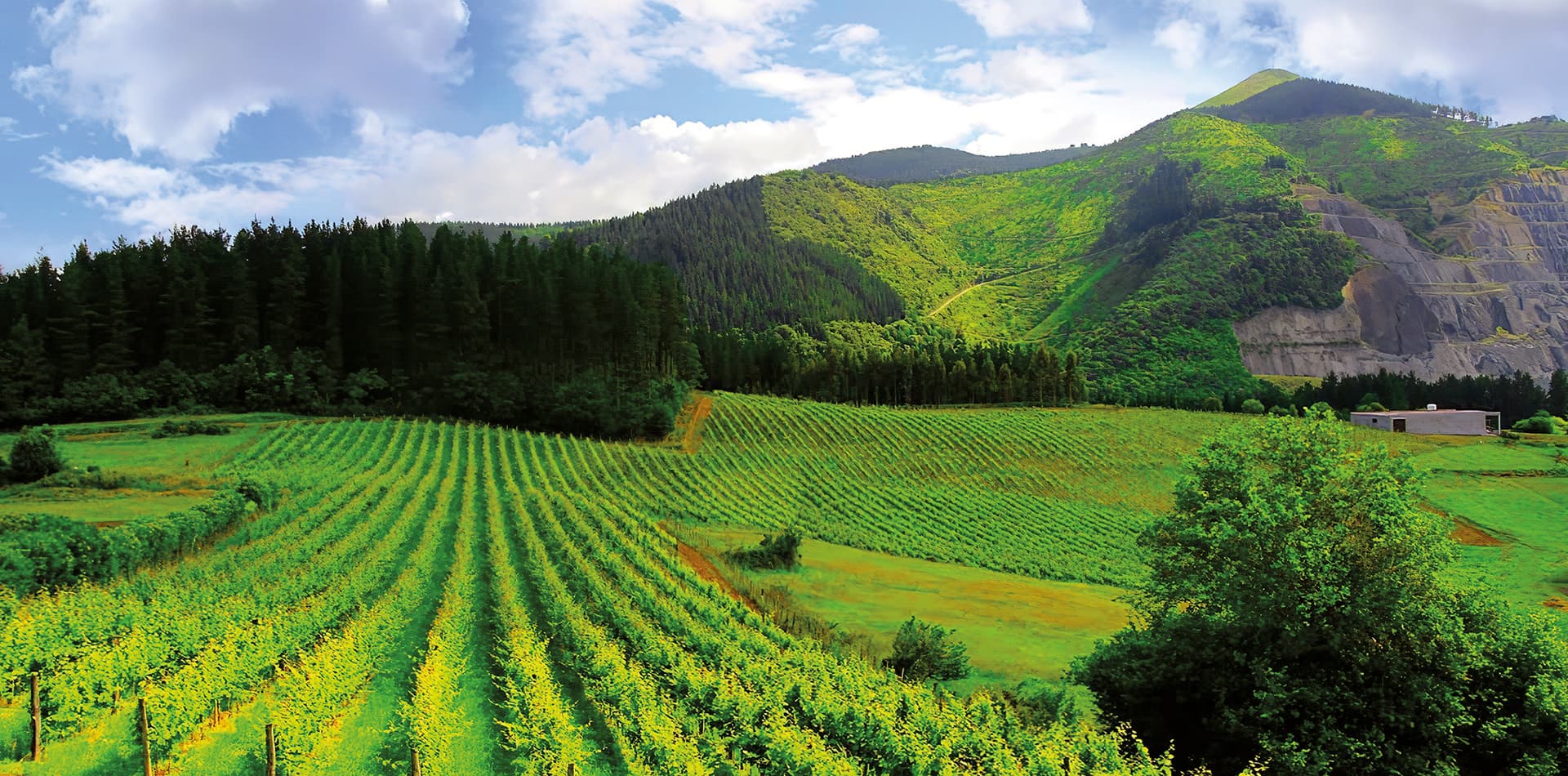 Rutas Txakoli Bizkaia